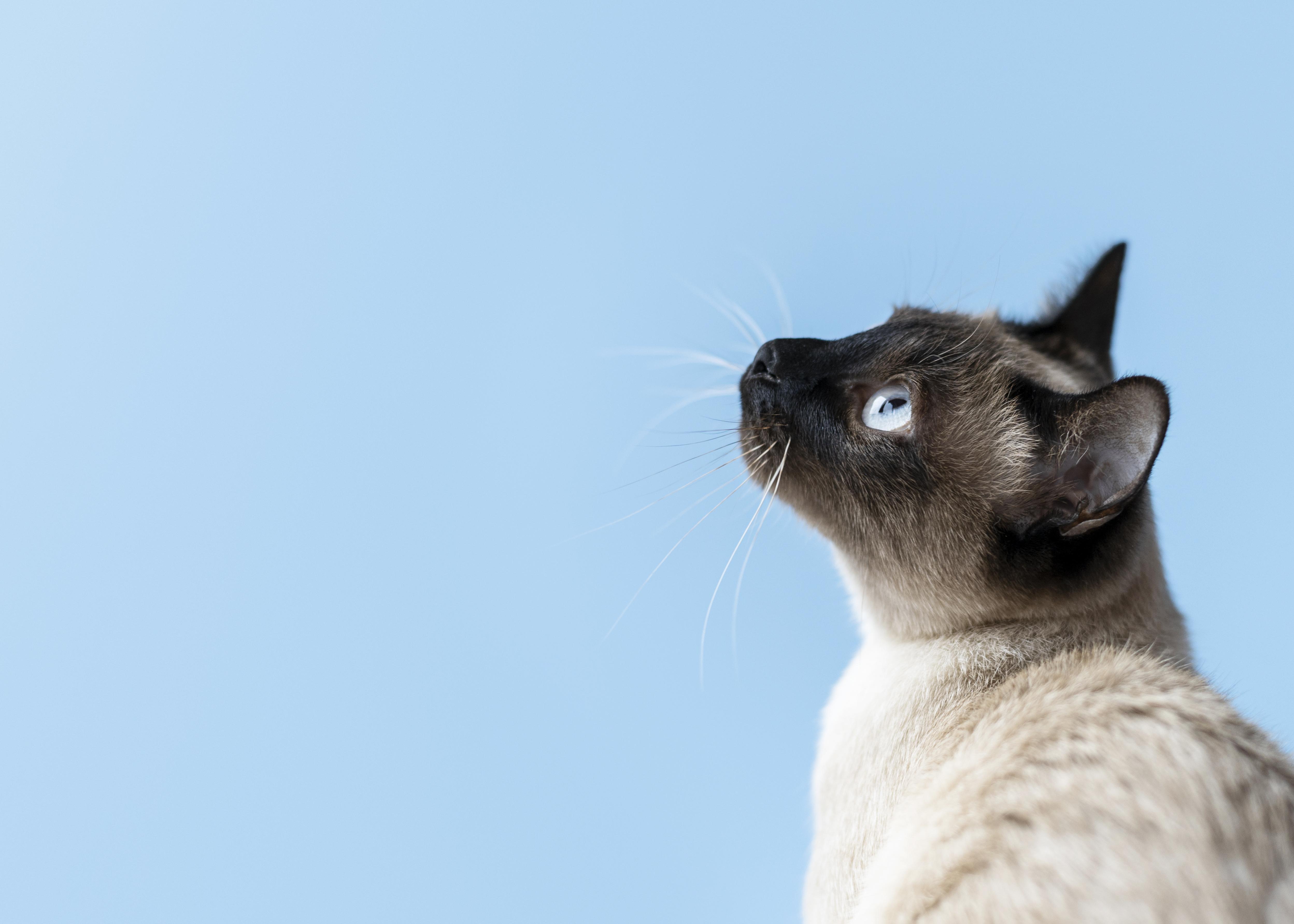 Adorable kitty with monochrome wall her