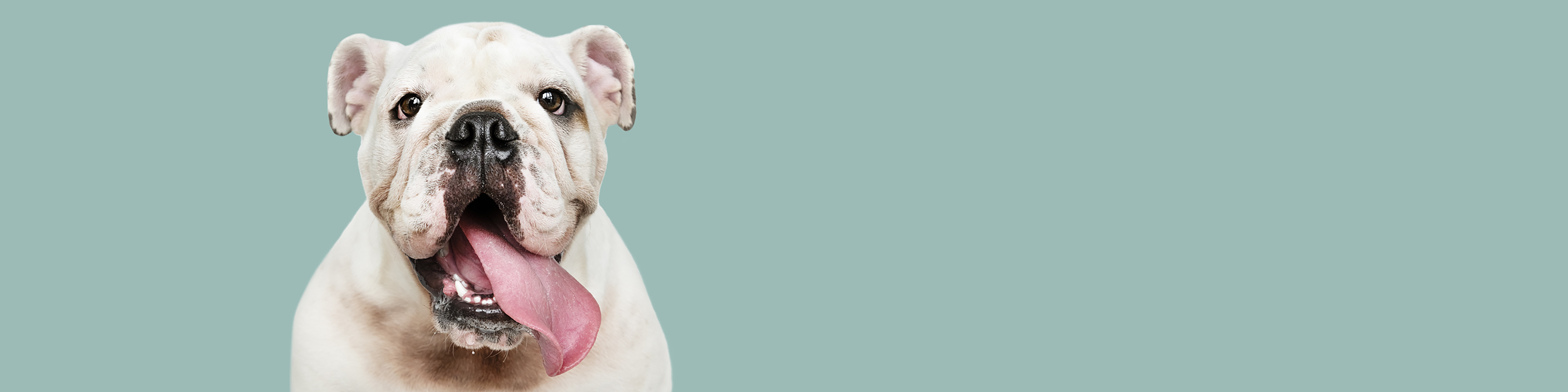 Adorable white bulldog puppy portrait social banner