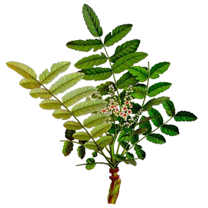 Boswellia serrata