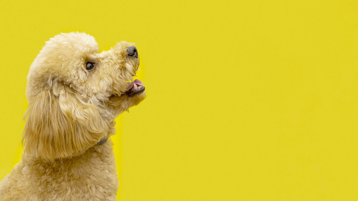 Copy space cute dog