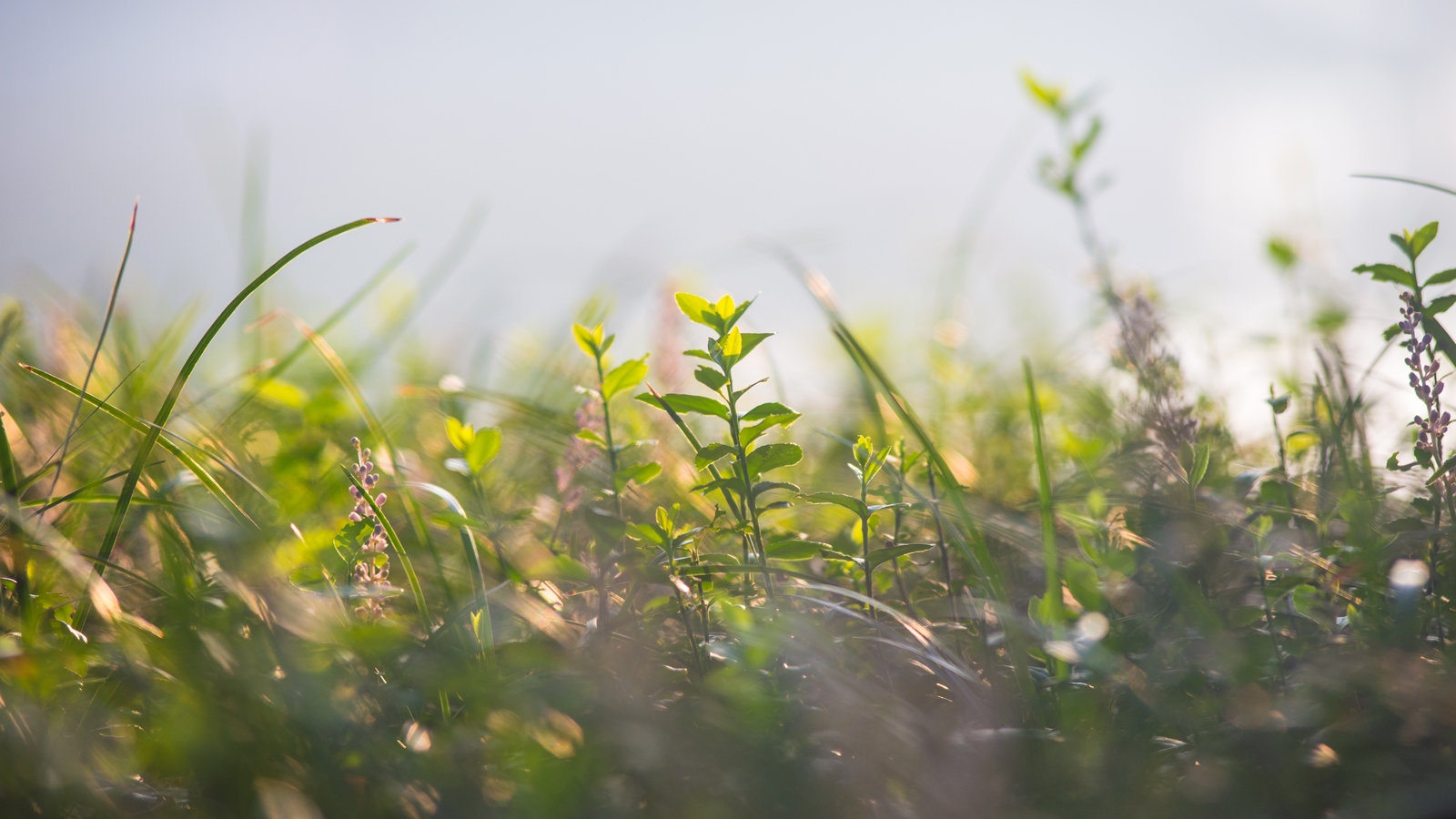 Erbe officinali cane