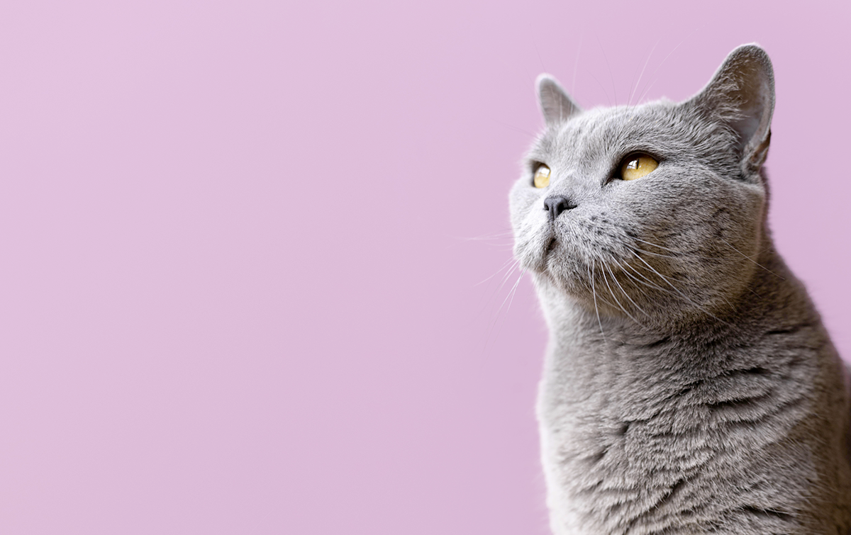 Gray kitty with monochrome wall her
