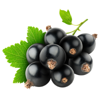 Ribes nero