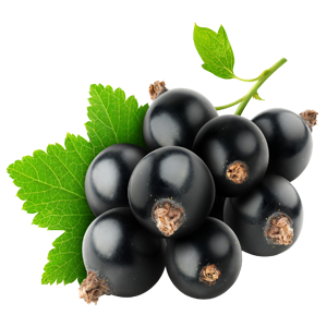 Ribes nero