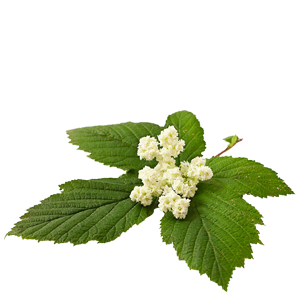 Spirea ulmaria