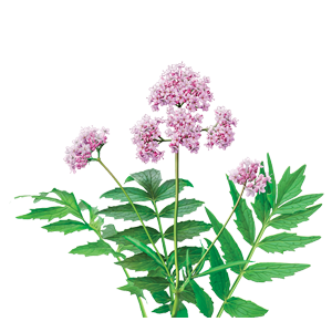 Valeriana